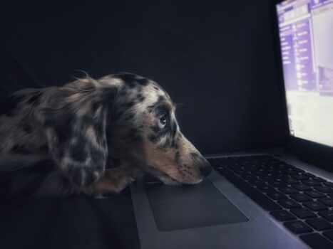 Dappled grey and white dog with head on keyboard and looking at a screen